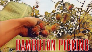 RAMBUTAN PICKING  RAMBUTAN FARM  LA UNION [upl. by Gollin]