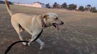 Labrador Dog Montu Running in Morning 🌄 [upl. by Akinad632]