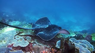 Stunning Stingray Sighting on Pemba Reef [upl. by Fasano]