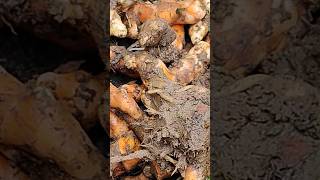 Harvesting turmeric and mango ginger trending viralvideo shorts youtubeshorts [upl. by Eindys632]