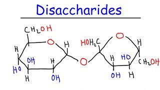 Disaccharides  Sucrose Maltose Lactose  Carbohydrates [upl. by Naitsirt]