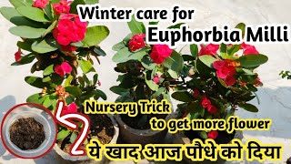 winter careing tips for Euphorbia milicrown of thornNursery Trick to get flowers on Euphorbia mili [upl. by Alohs698]