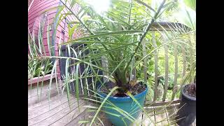 Canary Island Date Palms out growing their pots [upl. by Eiaj]