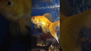 Home Fish tank 🐟 pachai nirame🐠shortvideos  fish tanktrending [upl. by Sabah327]