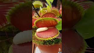 Venus Flytrap eats juicy worm 🐛🐛nature carnivorousplants venusflytrap shorts prey ytshorts [upl. by Notnirb988]