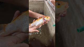 ഫ്രീ ആയി കോയി കാർപ്പിനെ വേണോ  Giveaway Koi carp fish  freefish giveaway koicarp viral trend [upl. by O'Dell212]