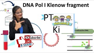 Klenow DNA Polymerase [upl. by Ademla]