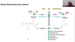 Transport across Mitochondrial Membrane II MalateAspartate Shuttle [upl. by Alejoa]