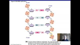 Ch 8 Part I Microbial Genetics [upl. by Sverre]