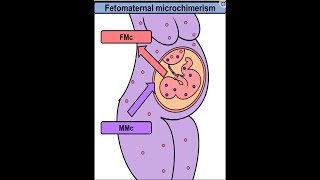 Fetal microchimerism amp Mamas intuition June 2024 [upl. by Lehcyar831]