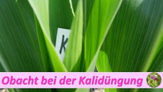 Vorsicht bei der Kalidüngung [upl. by Hollinger]