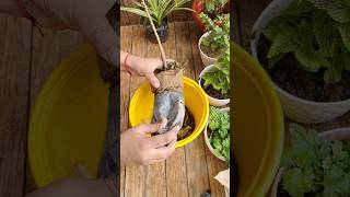 repotting of Jatropha ❤️❤️plant repotting update 4garden repotting jatropha balconygarden [upl. by Zamir]