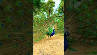 Peacock nice dance peacock birds nature love beautiful animals shortsvideo viralreels [upl. by Acire631]