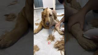 Dogs New Look funny dog [upl. by Parish]