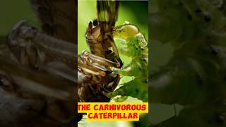 The Carnivorous Caterpillar [upl. by Allez300]