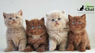 Bébé chat le top 10 des chatons les plus mignons au monde avec un petit bonus [upl. by Ainesell244]