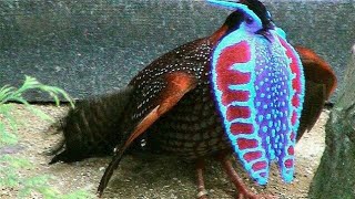 Temmincks tragopan Tragopan temminckii [upl. by Danete]