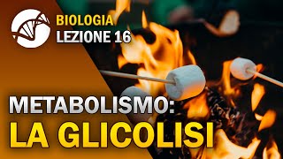 BIOLOGIA  Lezione 16  La Glicolisi  Metabolismo Cellulare [upl. by Sirromad]