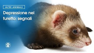 Depressione nel furetto segnali  Amoreaquattrozampeit [upl. by Elfie]