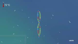 Polymerase Chain Reaction  Amplify DNA for Analysis 3D animation by Labster [upl. by Castora488]