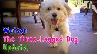 WatsonThe Three Legged Dog UPDATE Please Share [upl. by Baylor]