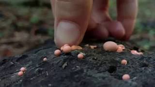 Popping Wolfs Milk Slime Mold Lycogala epidendrum [upl. by Eeliah]