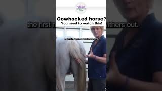 Cow Hocked Horse Watch This  Equine Bodywork  Holistic Horseworks [upl. by Nowad78]