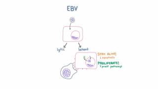 Epstein Barr Virus EBV and Cancer [upl. by Mollee]