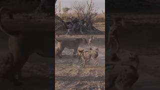 Lioness Defends Her Cub Against a Pack of Wild Dogs [upl. by Ahsika]