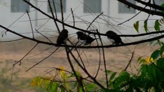 White Rumped Munia [upl. by Ahseinar943]