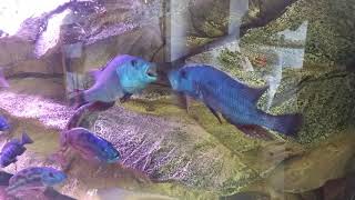 Nimbochromis Fuscotaeniatus males fight [upl. by Barnet]