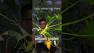 How are your plants in winter and summer Philodendron selloum golden indoorplants [upl. by Schmeltzer]