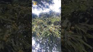 आंवले का पेड़ shortvideo trending nature food trending sitafal shots shortsfeed reels [upl. by Ilat194]