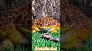 Hilarious PacMan Frogs  The Cutest and Funniest Clip 🐸 [upl. by Brendan]