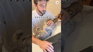 マウスパッドになりきるニャンコ🖱｜PECO 猫 マウスパッド 愛猫家 猫動画 猫のいる暮らし cat mousepad catlover catvideos [upl. by Annair]