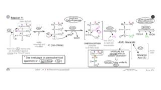 Respiration TCA Cycle [upl. by Volnay119]