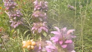 Monardas Lemon bee balm Spotted bee balm and Wild bergamot Freestone County Texas [upl. by Niuqauj]