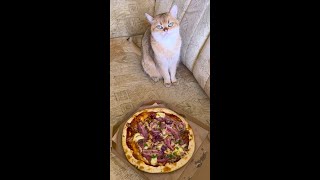 Me vs My Cat Battle of Weighing Scale 😼😹 Cat Orders Pizza to Fatten Me Up 🍕 cat catlover diet [upl. by Marigolde]