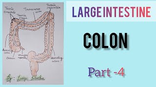 large intestine  colon  part 4 [upl. by Noby]