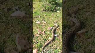 Russell Viper Snake russellviper karanpal snakesaverkaranpal youtubeshortviralvideo animal [upl. by Had]