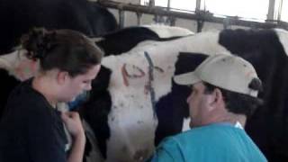 Rectal palpation of a pregnant dairy cow [upl. by Shuping610]