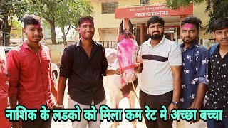 नाशिक वालो को मिला जयमंगल इच्छा घोडा।।क्या किंमत मे मिला देख लो।। Yeola Horse Market 2022 [upl. by Enniroc368]