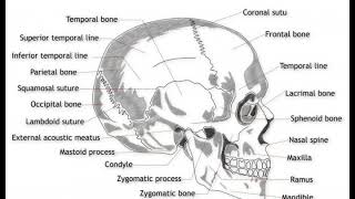 What Is the Mandibular Condyle [upl. by Katherine]