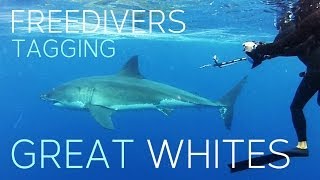 Freedivers tagging Great White Sharks  The Watermen Project [upl. by Eatnahc732]