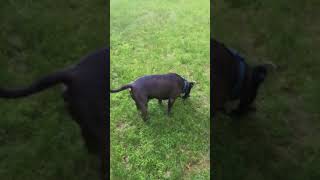 PITBULL LOCKS SHAKES GROUNDHOG TO DEATH SAD [upl. by Eiramenna698]