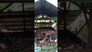 COPRAbukidlife buhayprobinsya copra shortvideo [upl. by Akirahc807]