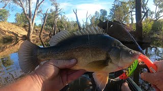 Australia Day weekend yellowbelly [upl. by Aros]