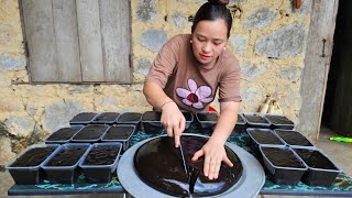 Process Making Jelly Goes to market sell  Cooking with my maternal family  Lý Thị Ca [upl. by Annoyik475]