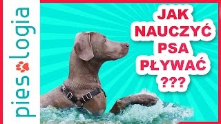 Jak nauczyć psa pływać [upl. by Mariken]