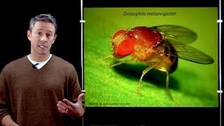 Online Developmental Biology Introduction to Drosophila [upl. by Von]